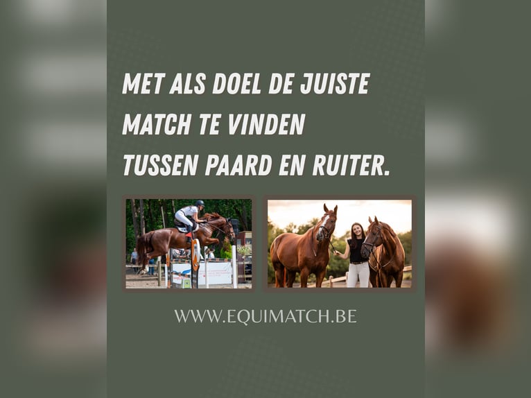 Zangersheide Caballo castrado 5 años  in Helchteren