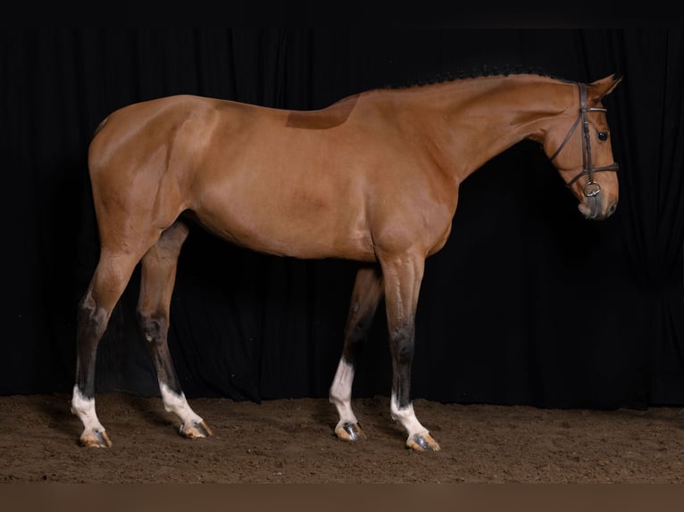 Zangersheide Caballo castrado 5 años Castaño in Bladel