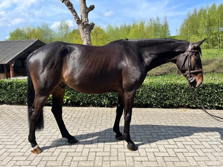 Zangersheide Caballo castrado 5 años Castaño in Nettersheim