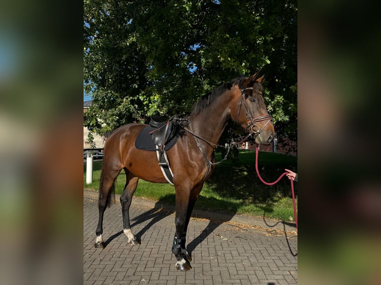 Zangersheide Caballo castrado 5 años Castaño in Nettersheim