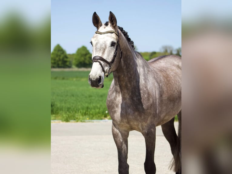 Zangersheide Caballo castrado 5 años Tordo in Tönisvorst