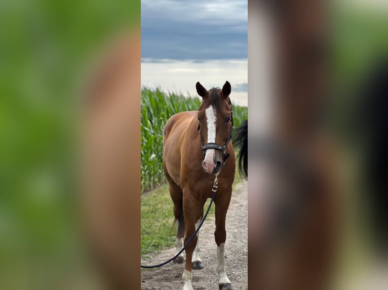 Zangersheide Caballo castrado 6 años 158 cm Alazán in Borken