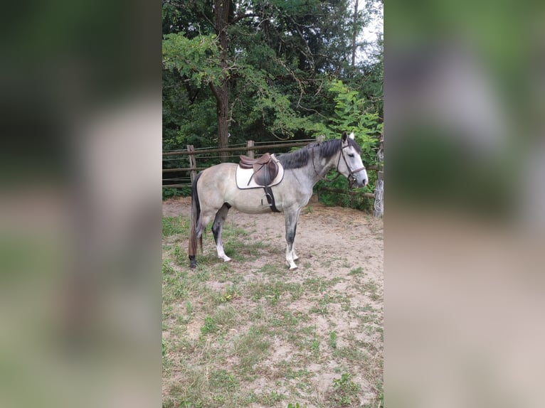 Zangersheide Caballo castrado 6 años 158 cm Tordo in La Ferté Saint Aubin