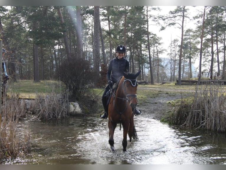 Zangersheide Caballo castrado 6 años 160 cm Castaño in Sulzthal
