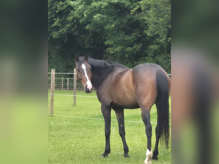 Zangersheide Caballo castrado 6 años 160 cm Castaño oscuro in Aettenschwil