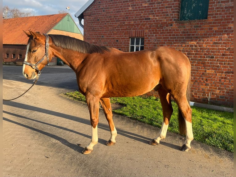 Zangersheide Caballo castrado 6 años 161 cm Alazán in Borken