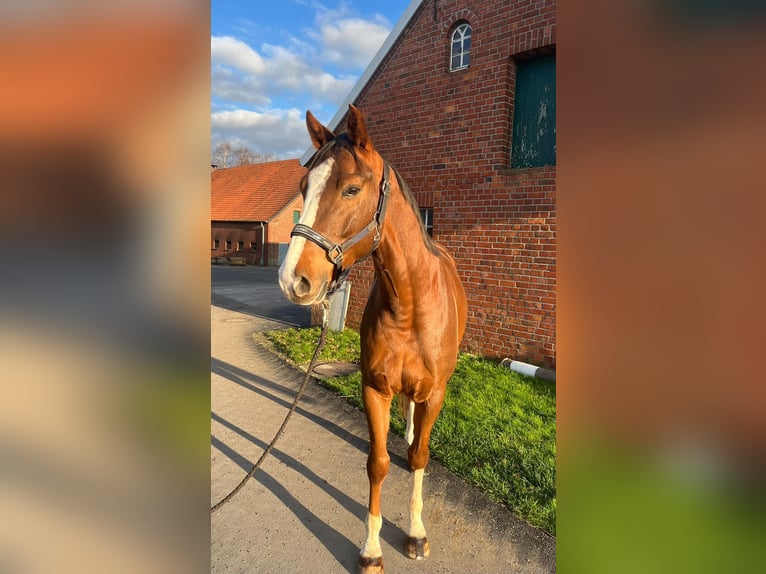 Zangersheide Caballo castrado 6 años 161 cm Alazán in Borken