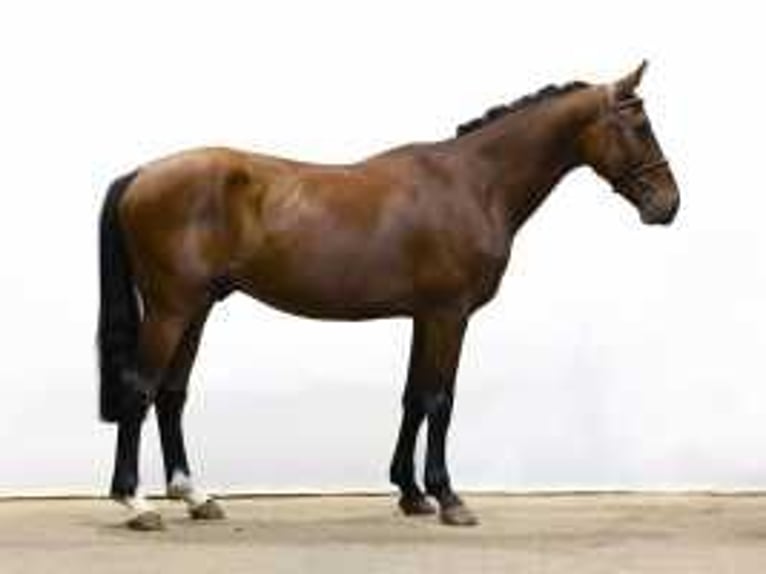 Zangersheide Caballo castrado 6 años 161 cm Castaño oscuro in Waddinxveen