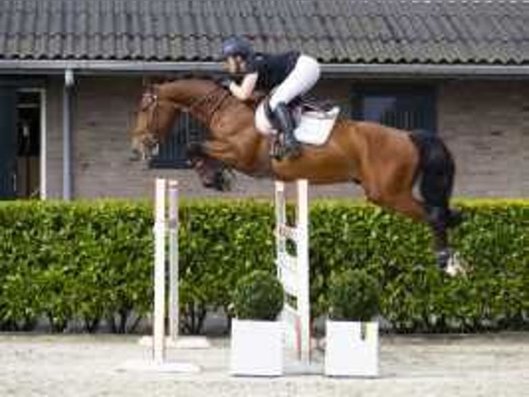 Zangersheide Caballo castrado 6 años 161 cm Castaño oscuro in Waddinxveen