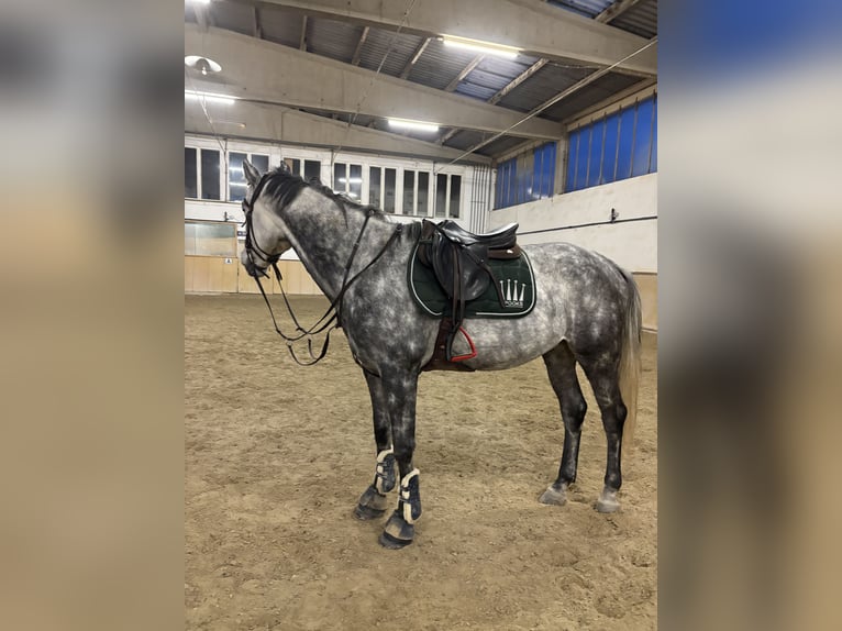 Zangersheide Caballo castrado 6 años 162 cm Tordo in W&#xFC;rzburg
