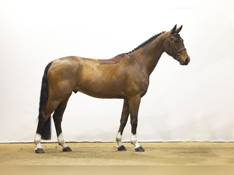 Zangersheide Caballo castrado 6 años 163 cm  in Waddinxveen
