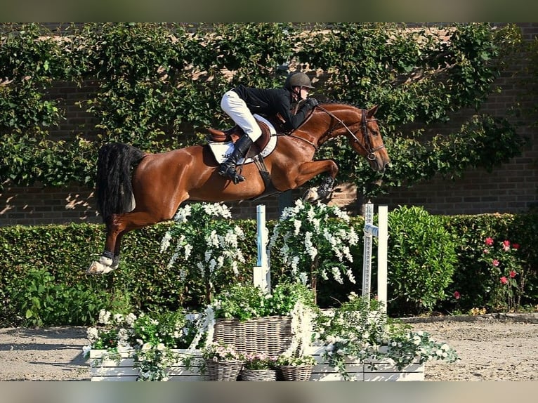 Zangersheide Caballo castrado 6 años 164 cm Castaño in Bladel