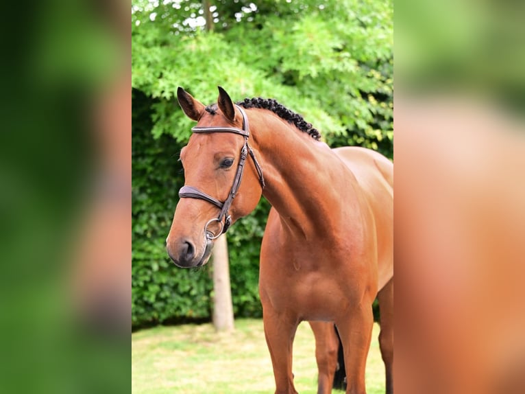 Zangersheide Caballo castrado 6 años 164 cm Castaño in Bladel