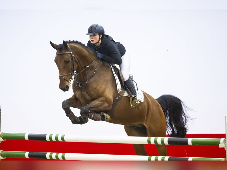 Zangersheide Caballo castrado 6 años 164 cm Castaño in Waddinxveen