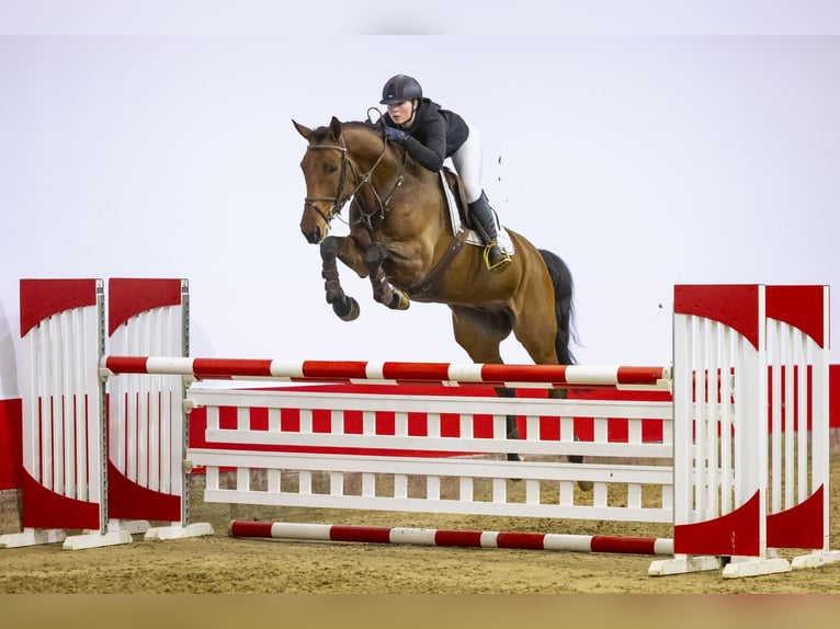 Zangersheide Caballo castrado 6 años 164 cm Castaño in Waddinxveen