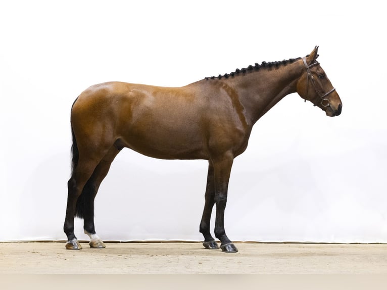 Zangersheide Caballo castrado 6 años 164 cm Castaño in Waddinxveen