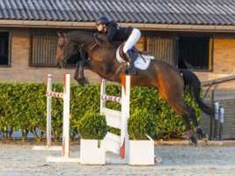 Zangersheide Caballo castrado 6 años 164 cm Castaño in Waddinxveen