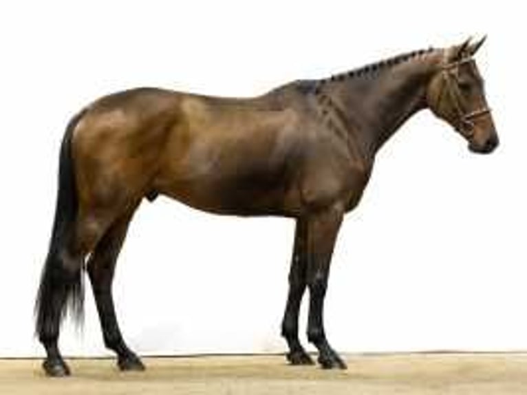 Zangersheide Caballo castrado 6 años 164 cm Castaño in Waddinxveen