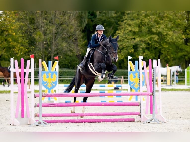 Zangersheide Caballo castrado 6 años 164 cm Morcillo in Pińczyce