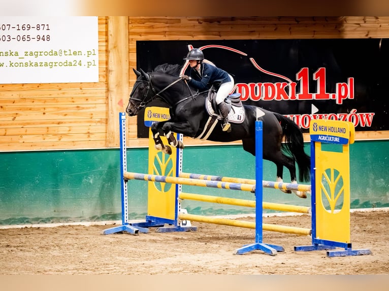 Zangersheide Caballo castrado 6 años 164 cm Morcillo in Pińczyce