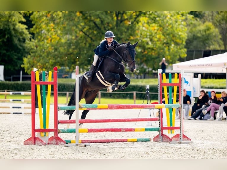 Zangersheide Caballo castrado 6 años 164 cm Morcillo in Pińczyce