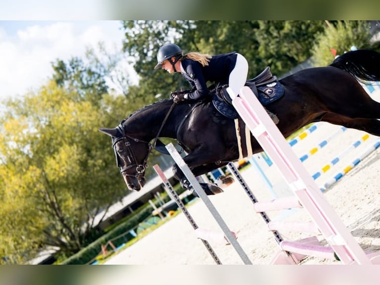 Zangersheide Caballo castrado 6 años 164 cm Morcillo in Pińczyce