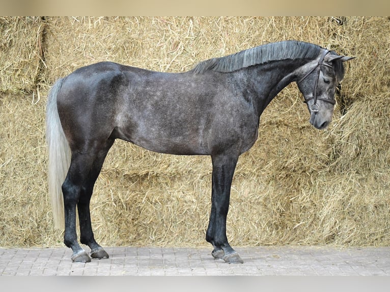 Zangersheide Caballo castrado 6 años 164 cm Tordo in Rzeczna