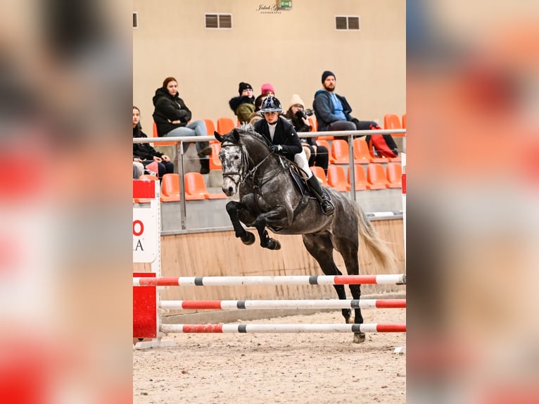 Zangersheide Caballo castrado 6 años 164 cm Tordo in Rzeczna
