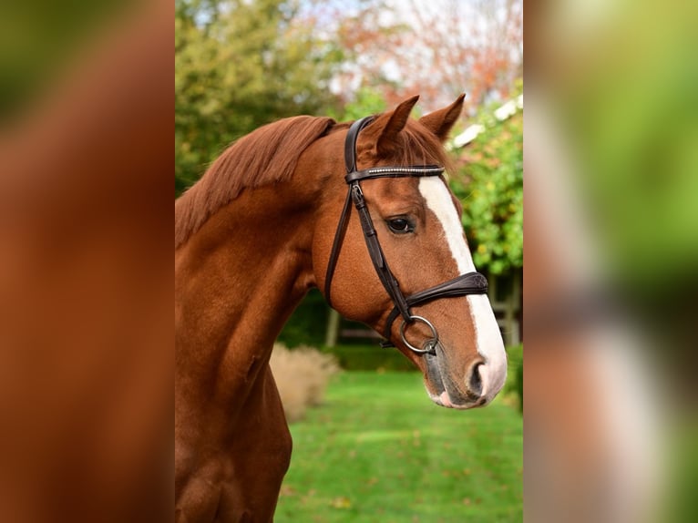 Zangersheide Caballo castrado 6 años 165 cm Alazán in Bladel