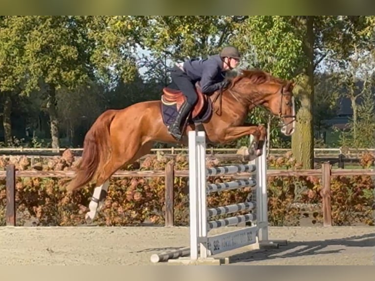 Zangersheide Caballo castrado 6 años 165 cm Alazán in Bladel