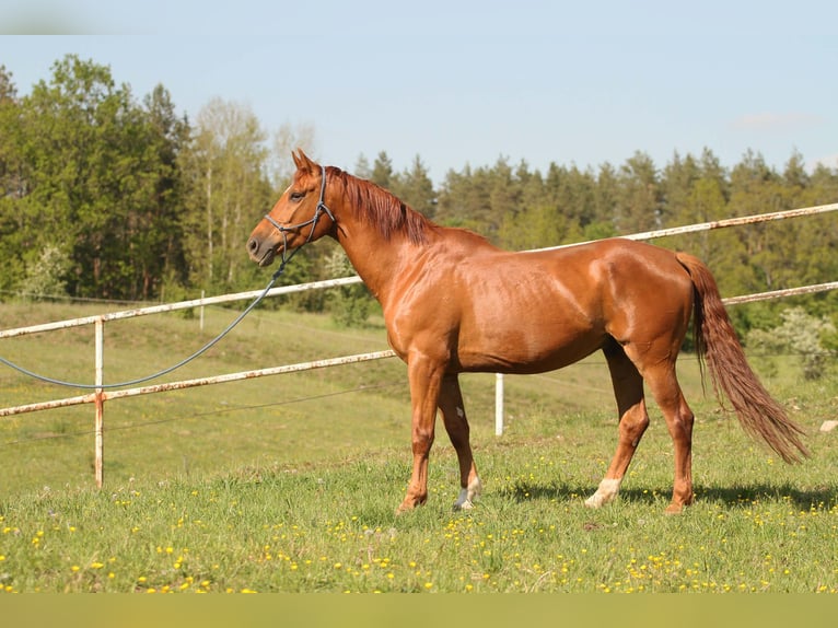 Zangersheide Caballo castrado 6 años 165 cm Alazán in Mr&#x105;gowo