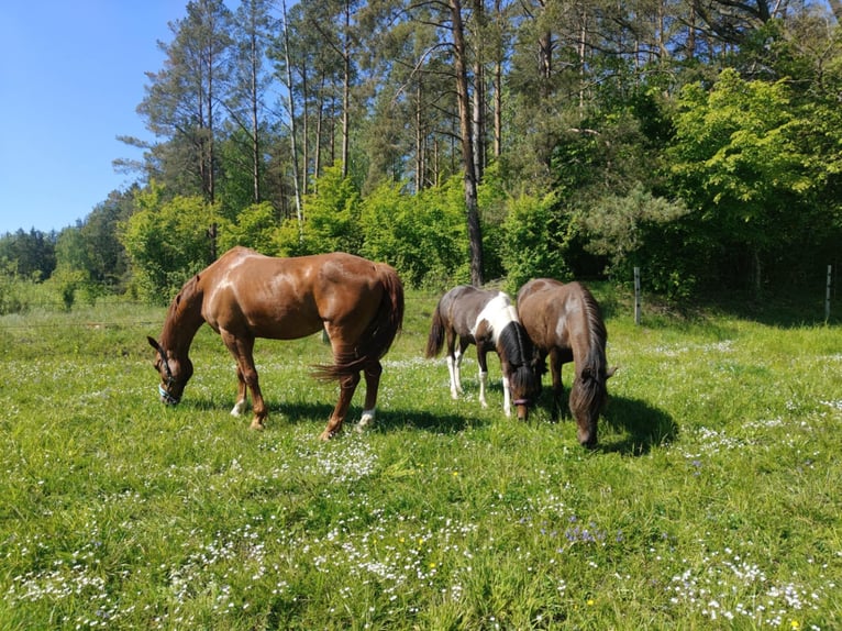 Zangersheide Caballo castrado 6 años 165 cm Alazán in Mr&#x105;gowo