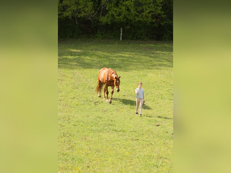 Zangersheide Caballo castrado 6 años 165 cm Alazán in Mr&#x105;gowo