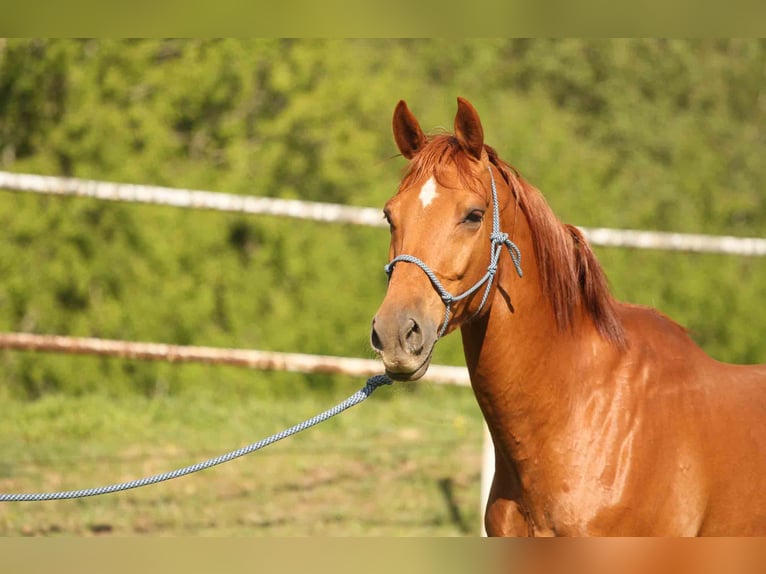 Zangersheide Caballo castrado 6 años 165 cm Alazán in Mr&#x105;gowo