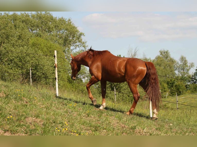 Zangersheide Caballo castrado 6 años 165 cm Alazán in Mr&#x105;gowo