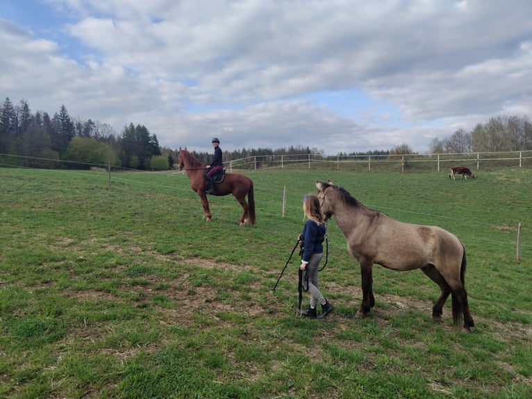 Zangersheide Caballo castrado 6 años 165 cm Alazán in Mr&#x105;gowo