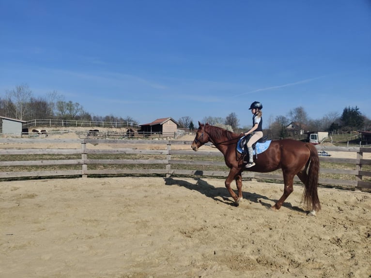 Zangersheide Caballo castrado 6 años 165 cm Alazán in Mr&#x105;gowo
