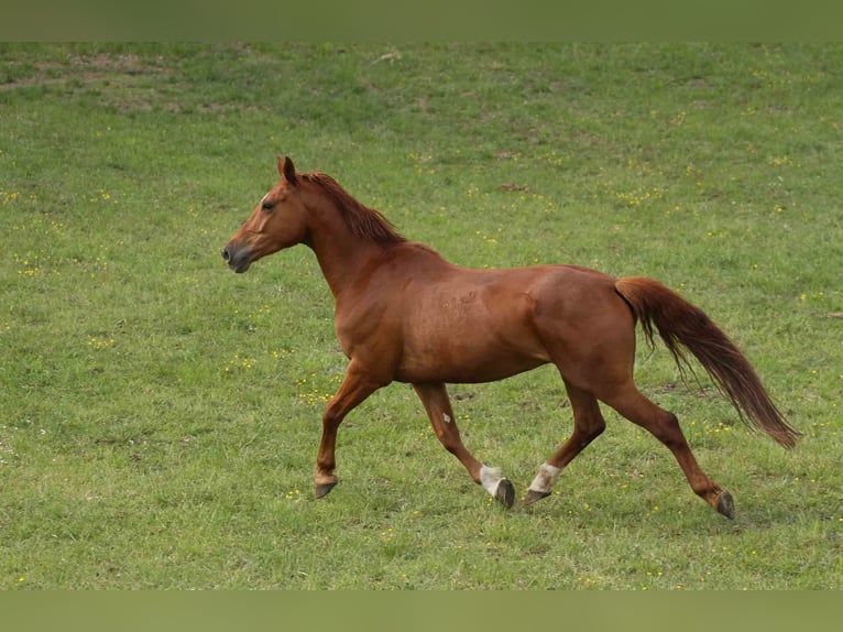 Zangersheide Caballo castrado 6 años 165 cm Alazán in Mr&#x105;gowo