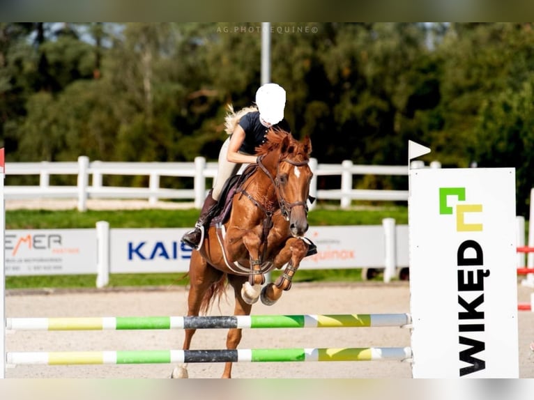 Zangersheide Caballo castrado 6 años 165 cm Alazán in Mr&#x105;gowo