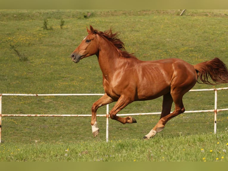 Zangersheide Caballo castrado 6 años 165 cm Alazán in Mr&#x105;gowo