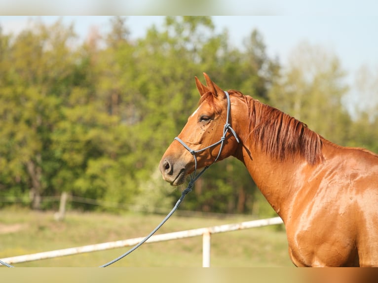 Zangersheide Caballo castrado 6 años 165 cm Alazán in Mr&#x105;gowo