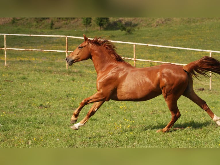 Zangersheide Caballo castrado 6 años 165 cm Alazán in Mr&#x105;gowo