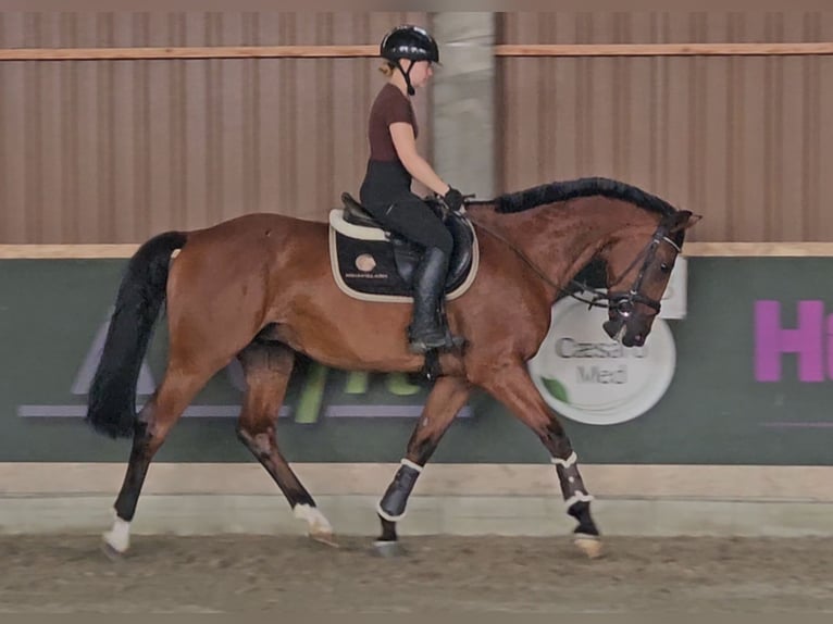 Zangersheide Caballo castrado 6 años 165 cm Castaño in Schattendorf