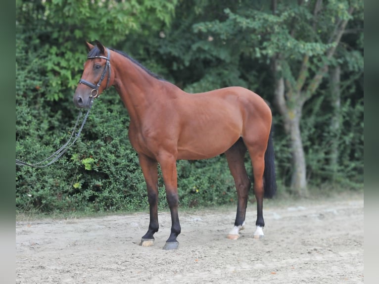 Zangersheide Caballo castrado 6 años 165 cm Castaño in Schattendorf