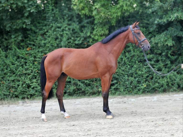 Zangersheide Caballo castrado 6 años 165 cm Castaño in Schattendorf