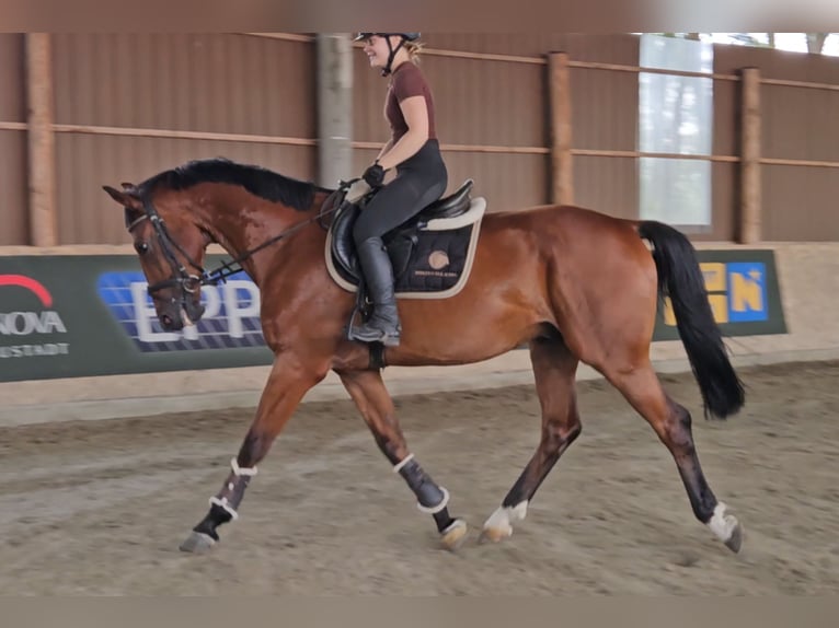 Zangersheide Caballo castrado 6 años 165 cm Castaño in Schattendorf