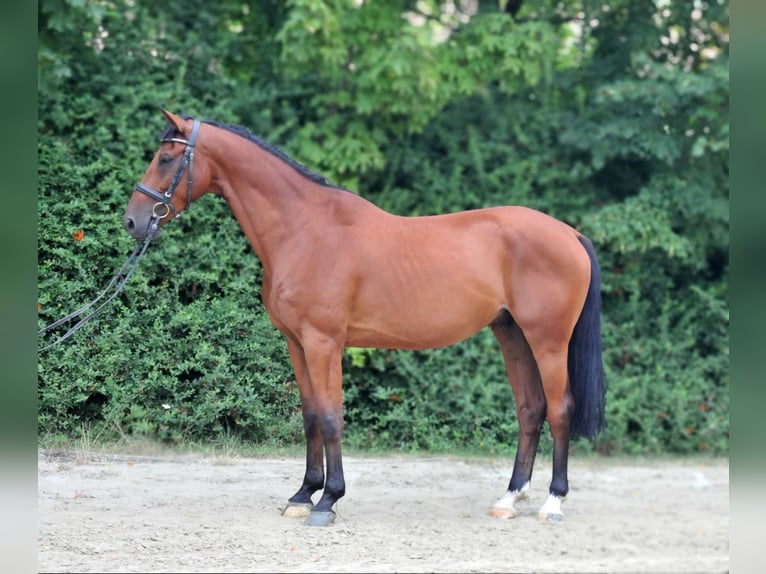 Zangersheide Caballo castrado 6 años 165 cm Castaño in Schattendorf