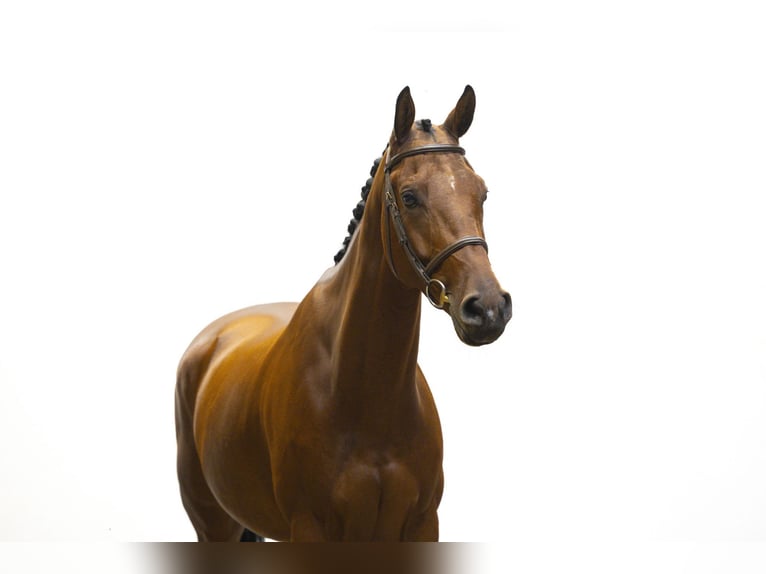 Zangersheide Caballo castrado 6 años 165 cm Castaño oscuro in Waddinxveen Zangersheide Caballo castrado 6 años 165 cm Castaño oscuro in Waddinxveen