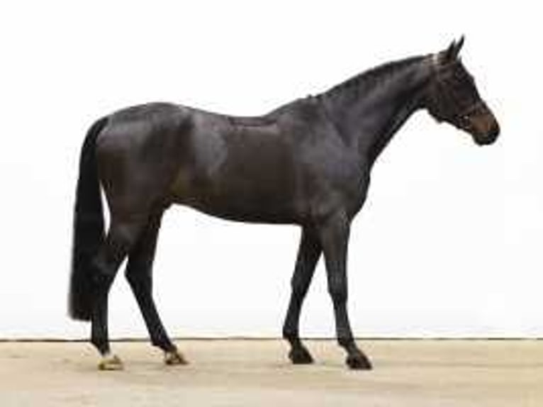 Zangersheide Caballo castrado 6 años 165 cm Castaño oscuro in Waddinxveen