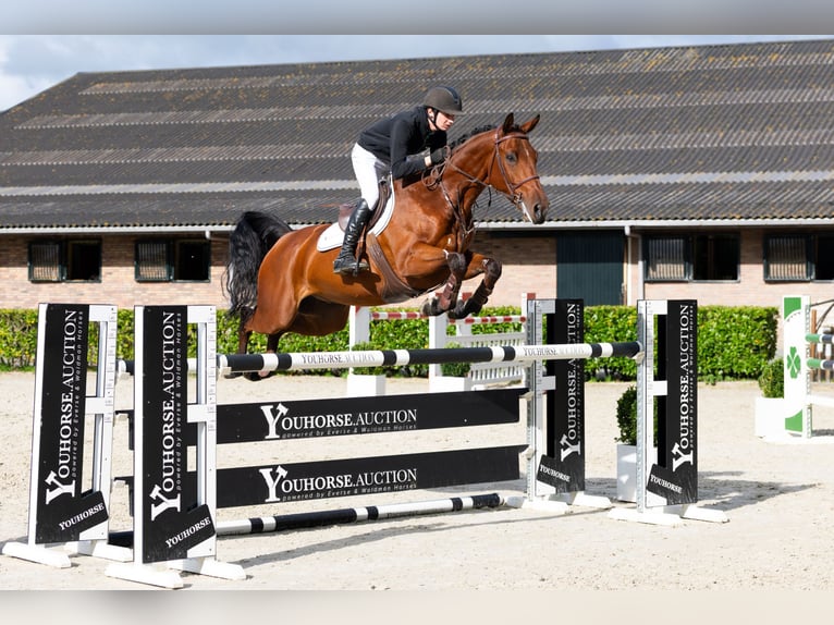 Zangersheide Caballo castrado 6 años 165 cm Castaño oscuro in Waddinxveen Zangersheide Caballo castrado 6 años 165 cm Castaño oscuro in Waddinxveen
